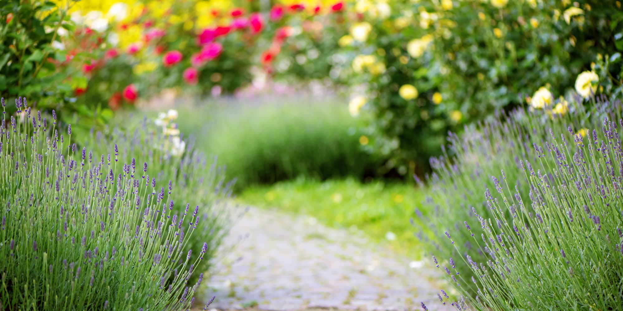 Aménagement de jardin paysager : terrasses, allées, escaliers et espaces sur mesure près de Bennwihr et Turckheim Cernay 3