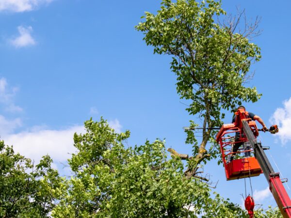 Entretien d’espaces verts : taille, tonte et élagage sur les secteurs de Kaysersberg et Ingersheim Sélestat 2